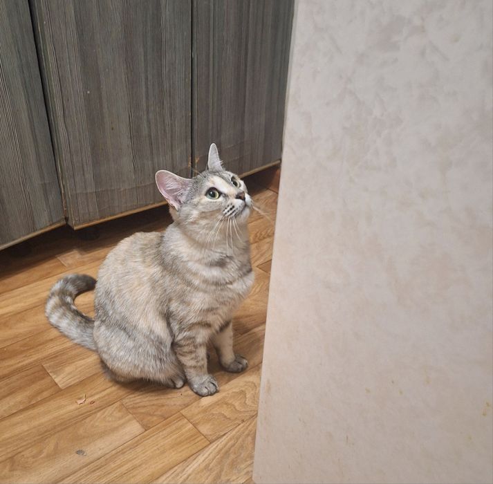 Красавица Симочка .Стерелизована