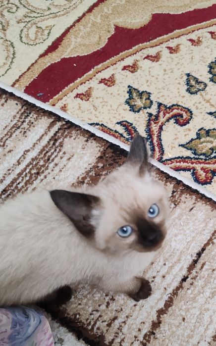 Котятки сиамские, чистокровные