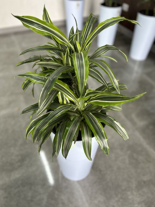 Услуги по уходу за растениями, пересадке и лечению. Консультации.