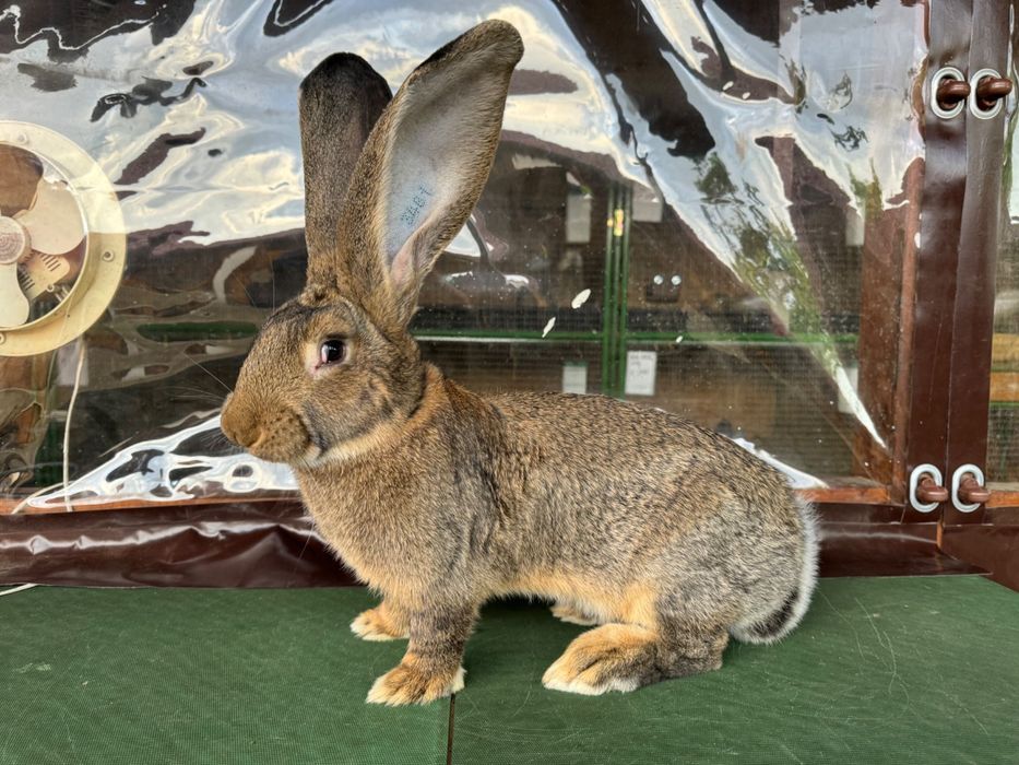 Iepuri Urias German adulti si pui