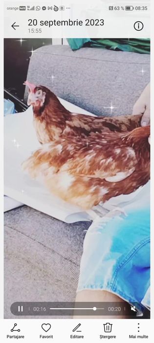 Puicute ouatoare/ Gaini rosi