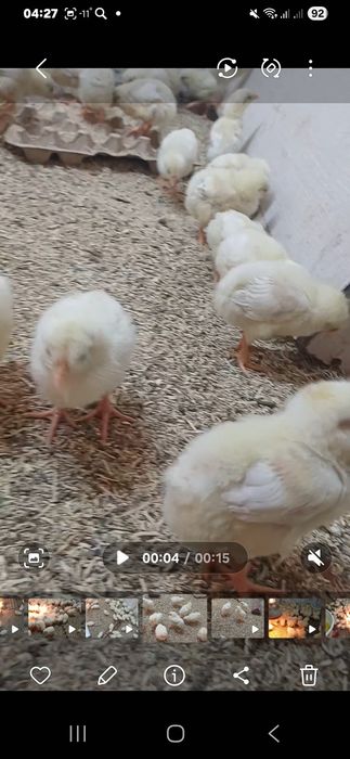 Броилер цыплята 10 дневни