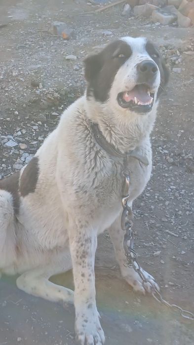 Алабай сатылады.