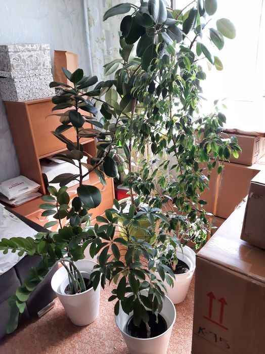 4 больших горшка комнатных цветов