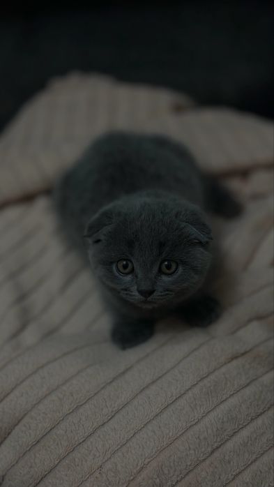 Продается котенок