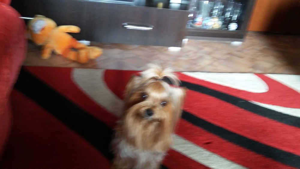 Продаю мини щенков йоркширского терьера