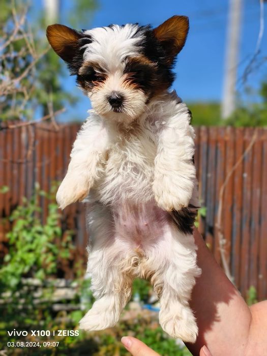 Продам щенков бивера.