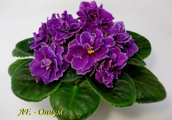 Лист фиалки 350тг