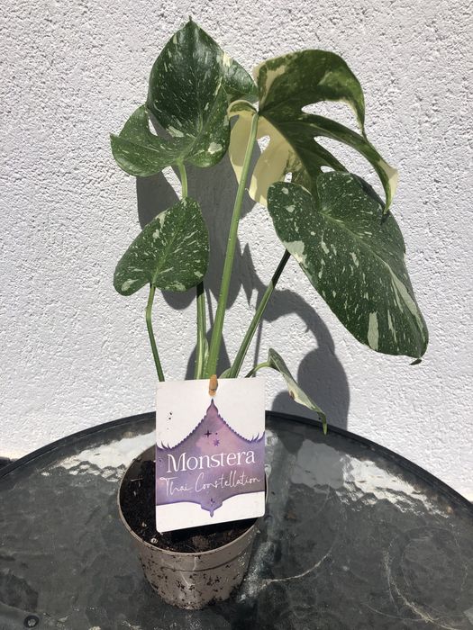 Monstera Thai Constellation