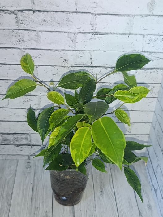 Продам Фикусы сортовые.