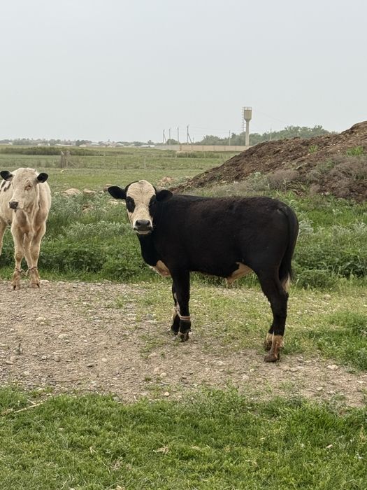 Бычок бычки бұқа сатылады