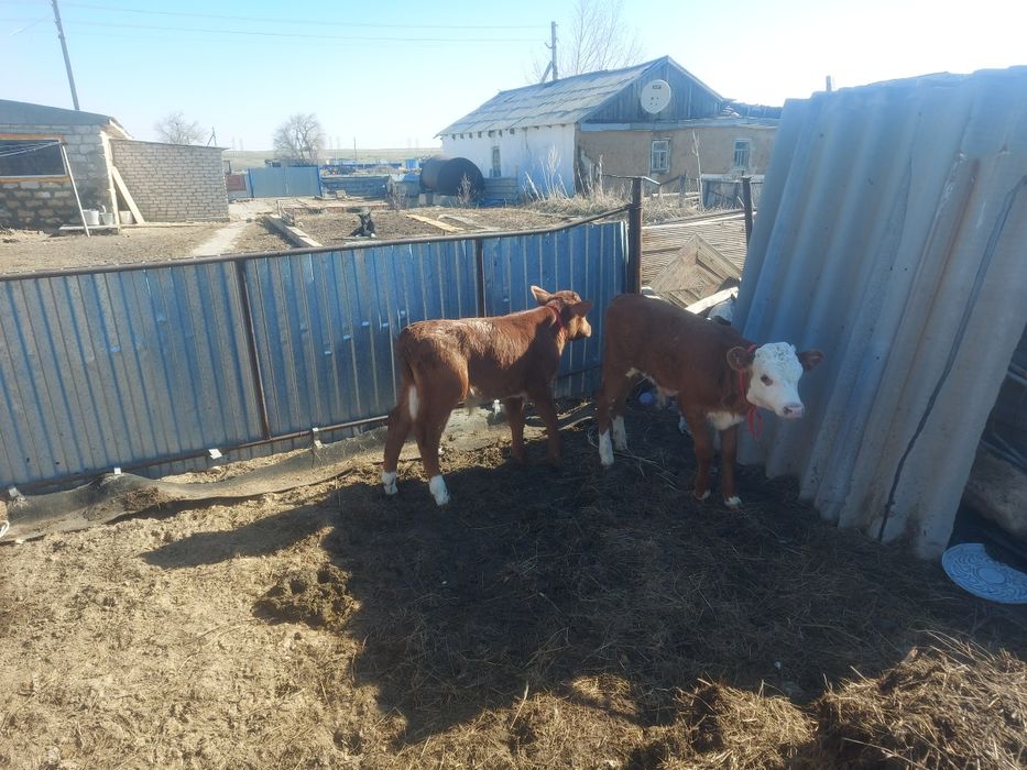 Продам бычков этого года