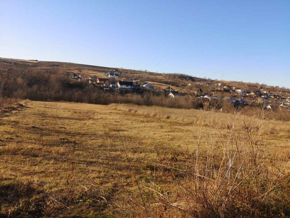 Teren de vsnzare Uricani  Iași