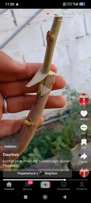 Богбон садовник богбон