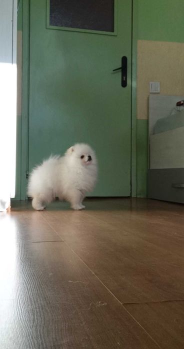 Померани Момчета с Родословие