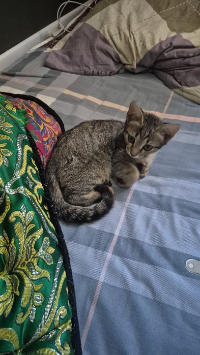 Котенок 2 месяца