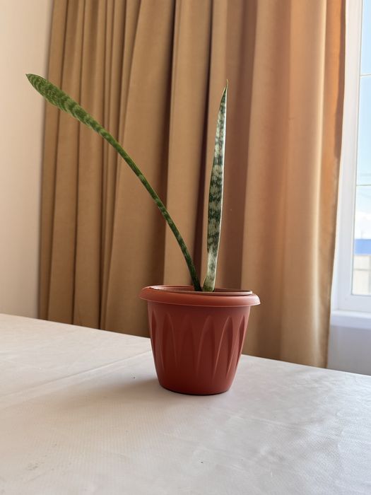 Продам домашние цветы