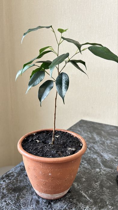 Фикус бенджамена