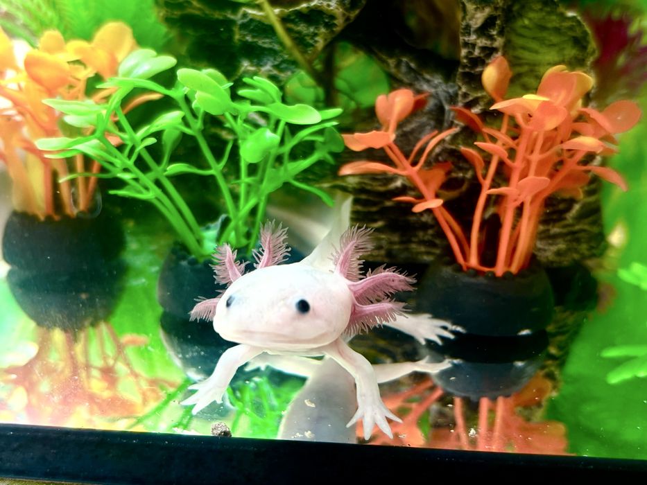 Vand axolotl sanatos