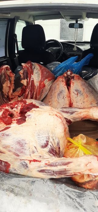 Продам мясо говядины(молодняк)