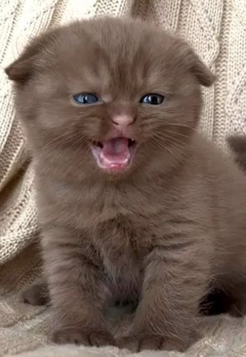 Котёнок девочка Цынамон