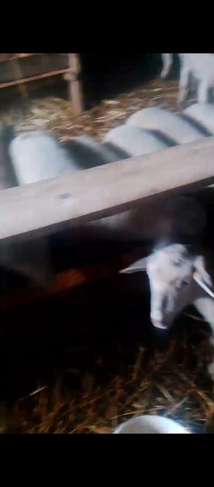 Miei lacaune de prăsilă