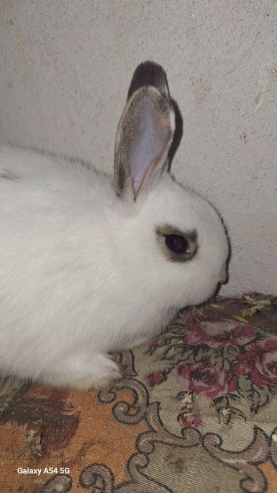 Vand iepuri rex si metis de rex