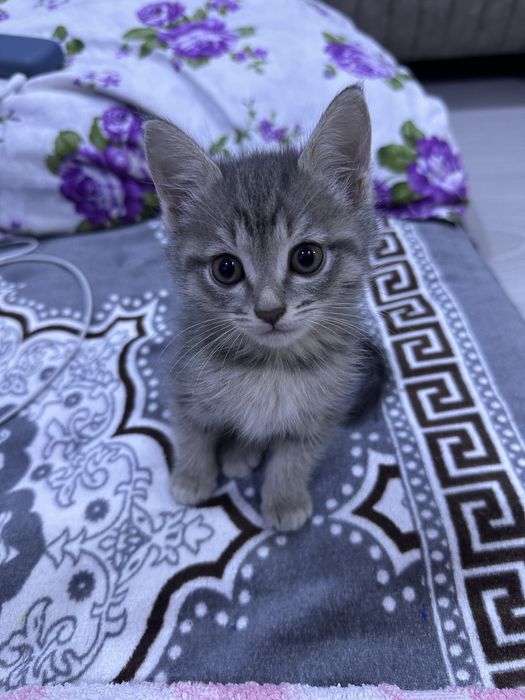 Даром котята в хорошие руки !