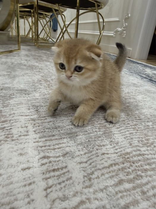 Золотая шиншилла