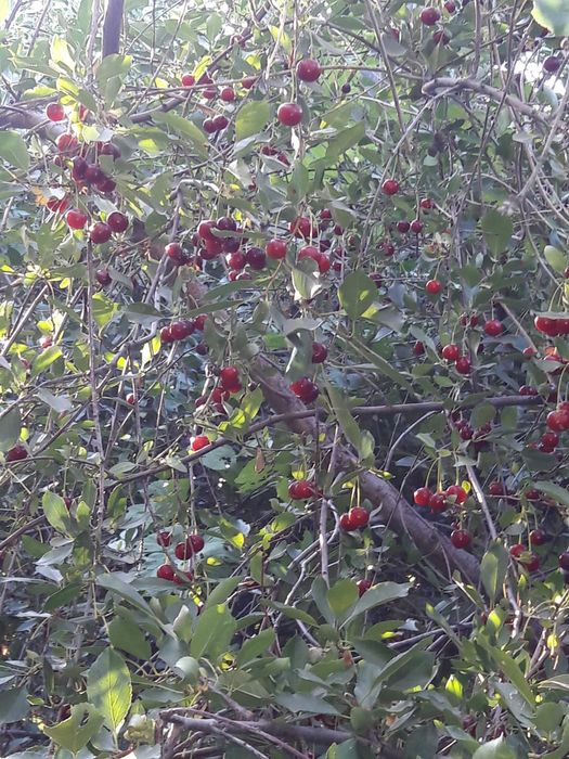 Продам дачу, келещек, геолог 3