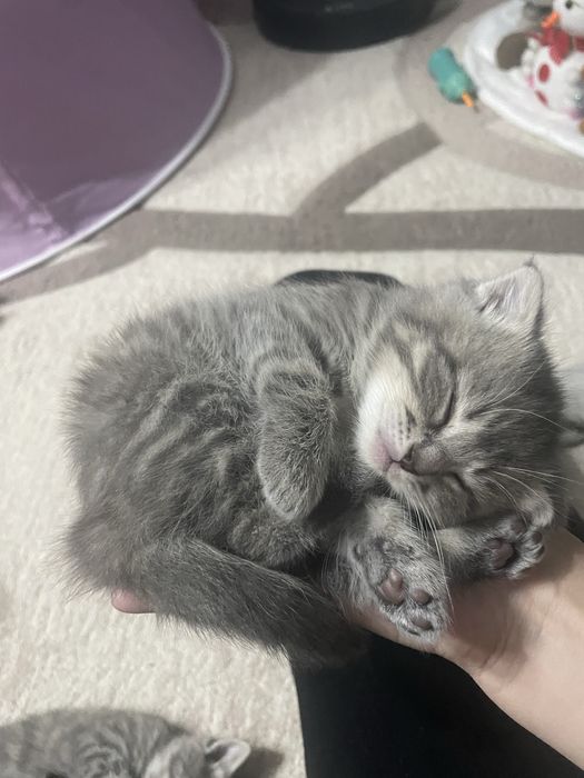 Продам шотландских котят