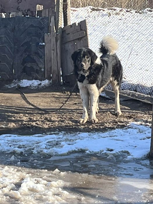 Ciobănesc de Bucovina