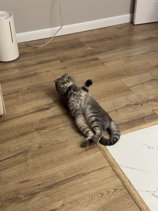 Продам кошку в ДОБРЫЕ РУКИ