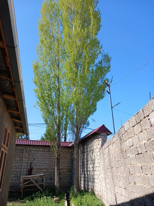 Кесиладига Терак бор