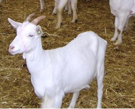 Vând țap zanen rasa pura