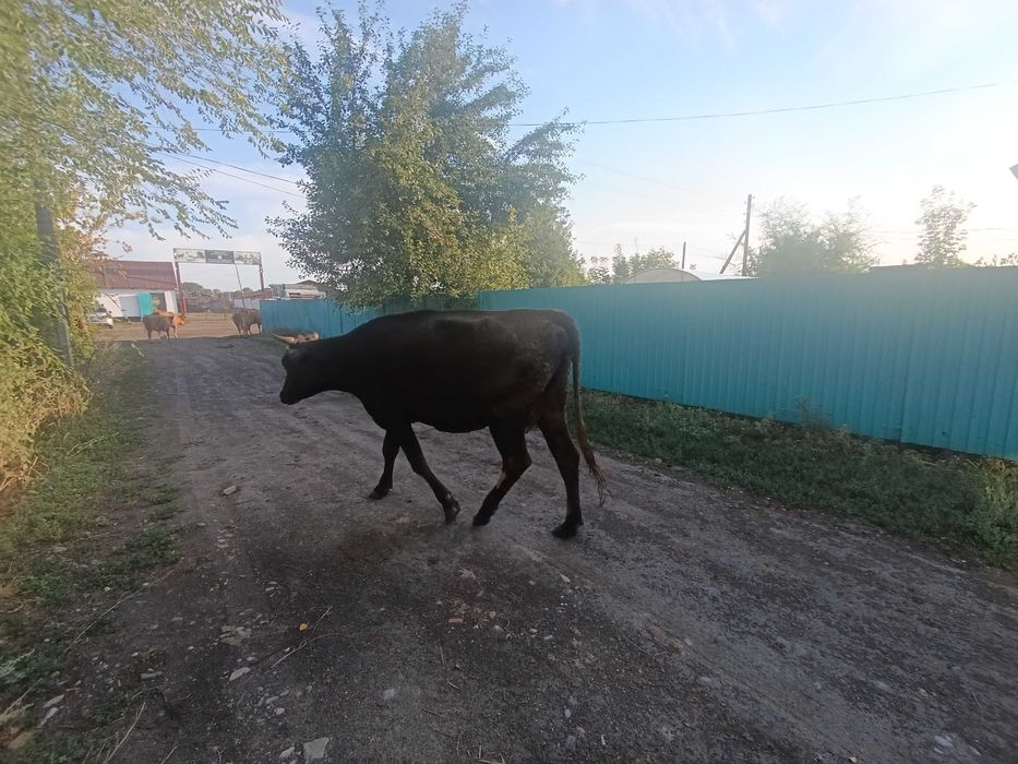 Продам коров,  телят,  бычка