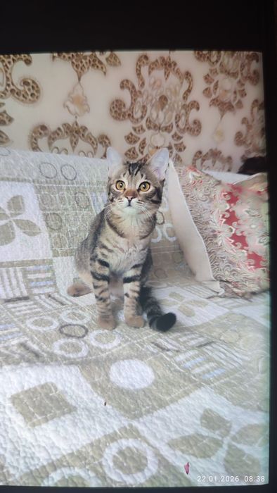 Домашние милые котята мальчик и девочки