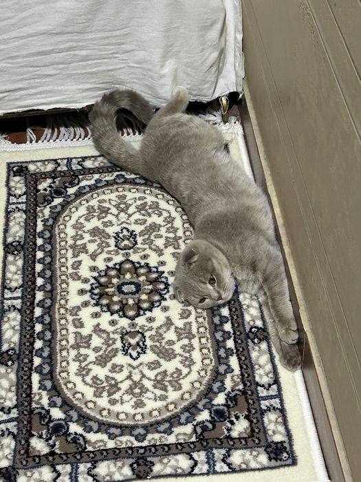 Scottish Fold Shotlandiya