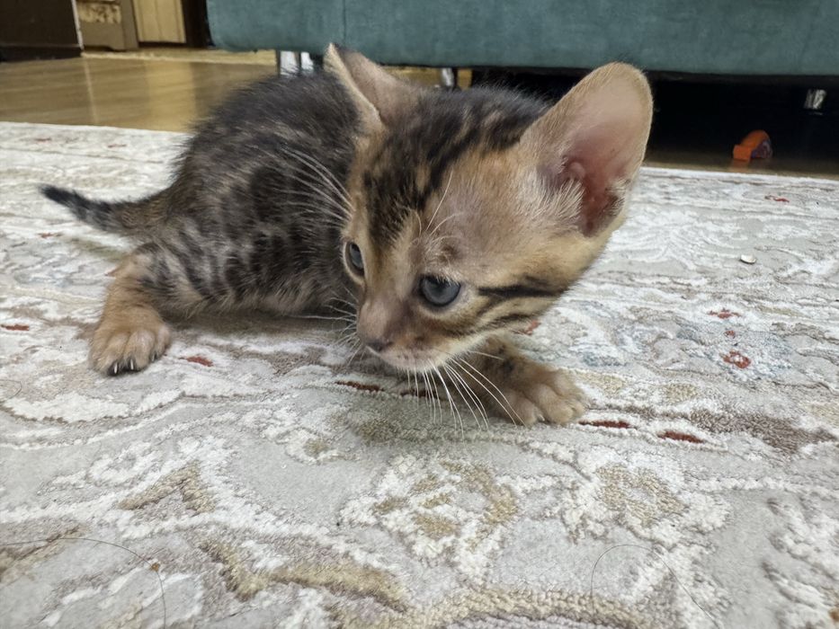 Продам бенгальских котят