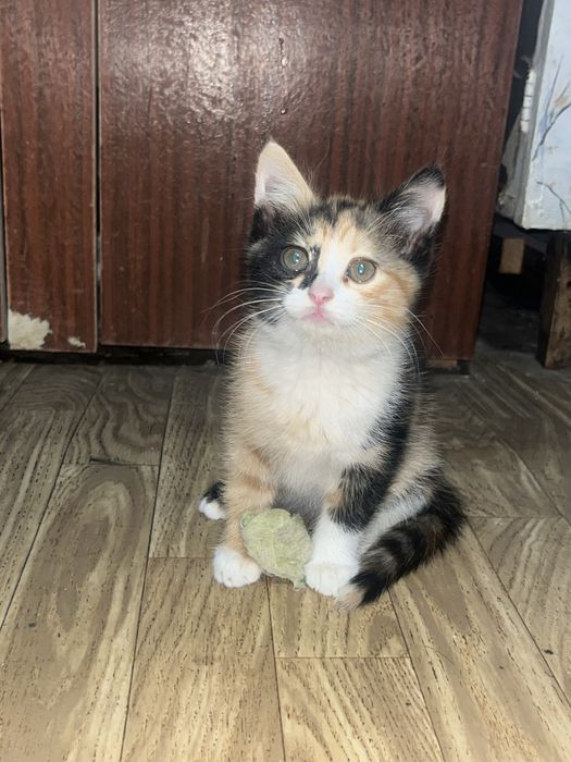 Отдам котёнка девочку