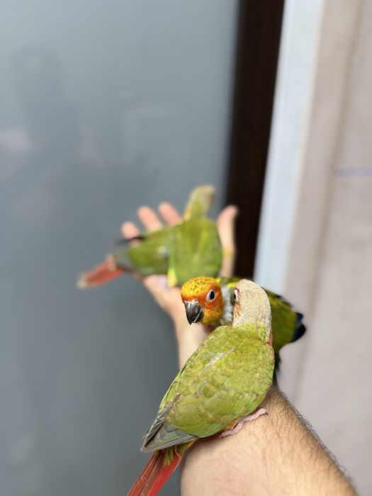 Papagali vorbitori pui pyrrhura pirura