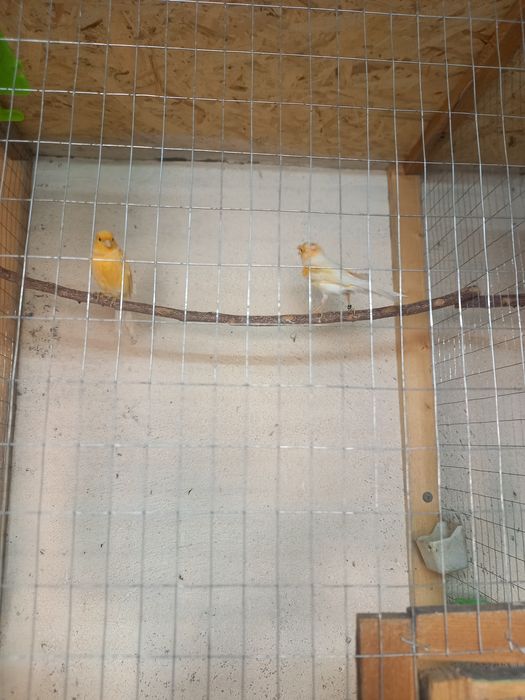 Канарейки продам.