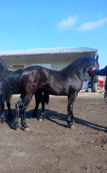 De vânzare două mânze friz