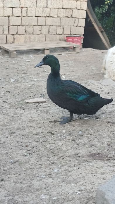 Vând rățoi Cayuga