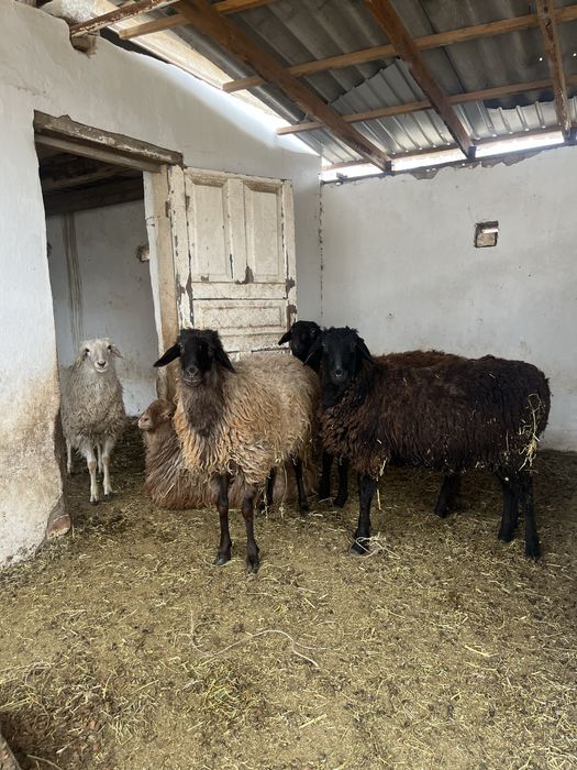 Қой сатылады былтырғы тоқтылар