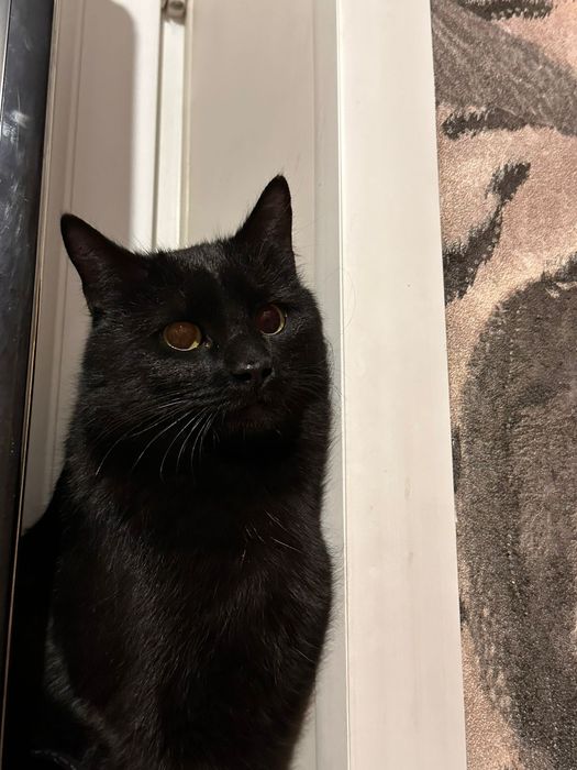 Кошка ищет семью и дом