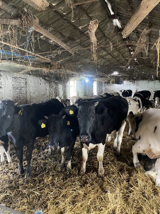 Vând 20 viței foarte bine îngrijiți ,femele și masculi,diferite varste