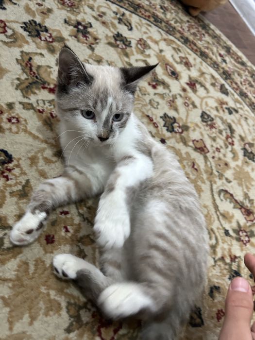 Lynx point пародиски кошка