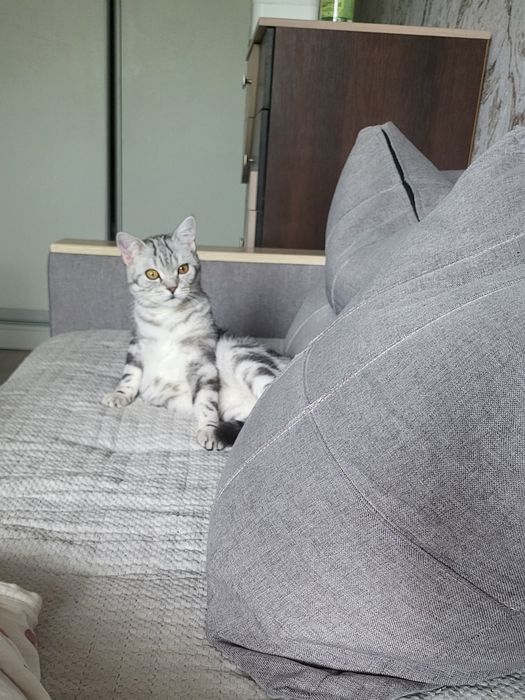 Вязка Шотландский Скотиш страйт