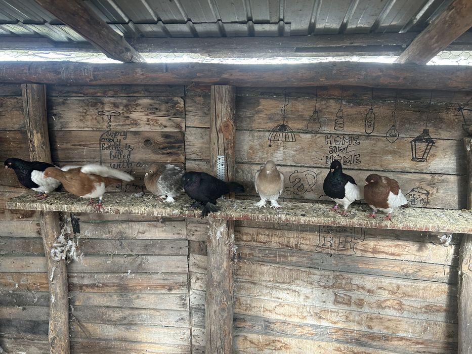 Vand porumbei cotofeni pe galben , rosu si  negru